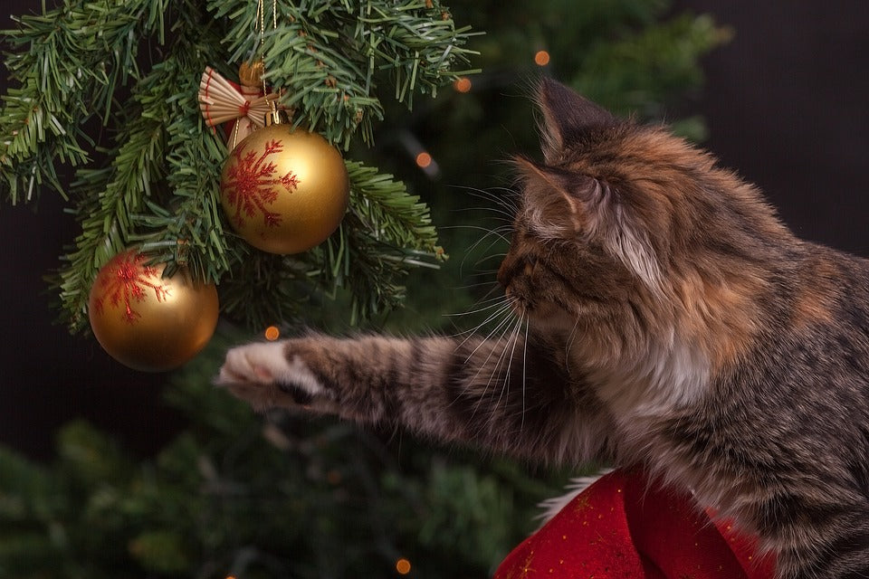 How My Cat Confiscated Christmas-Life Is Crap
