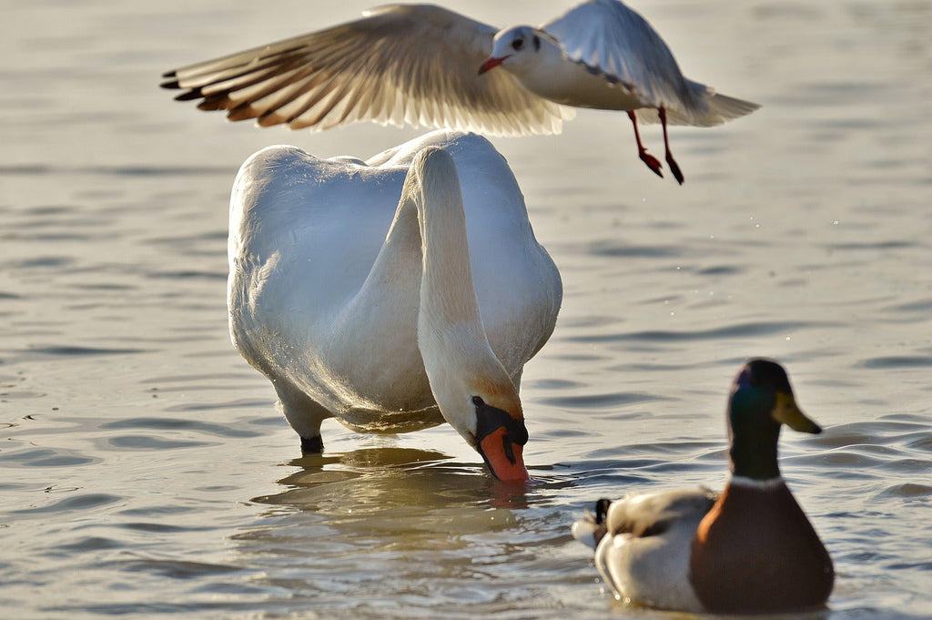 Was the Seagull Airstrike a Case of Murphy’s Law or Karma?-Life Is Crap